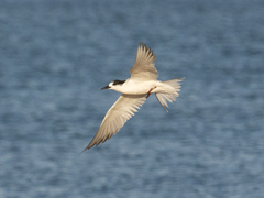 Sterna hirundo