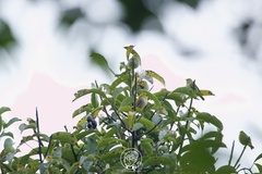 Zosterops auriventer