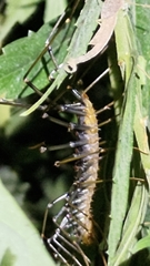 Thereuopoda clunifera