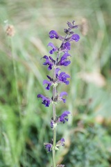Salvia pratensis