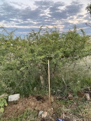 Vachellia schaffneri