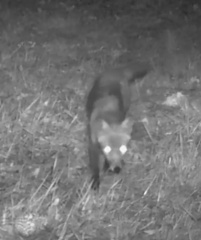 Vulpes vulpes crucigera