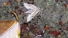 Theretra silhetensis