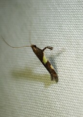 Caloptilia bimaculatella