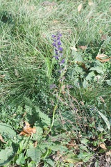 Salvia pratensis