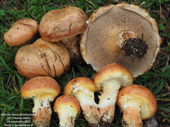 Suillus bresadolae