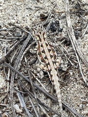 Ctenophorus adelaidensis