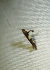 Caloptilia bimaculatella