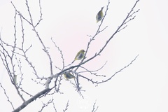 Zosterops auriventer