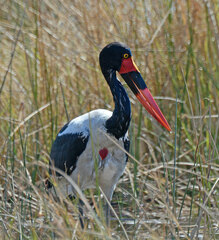 Ephippiorhynchus senegalensis