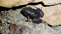 Microhyla