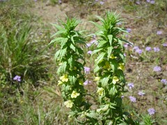 Bellardia viscosa