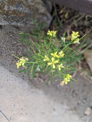 Sisymbrium altissimum