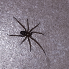 Araneae