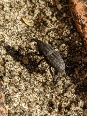 Sphenophorus cariosus