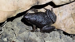 Microhyla