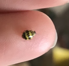 Psyllobora variegata