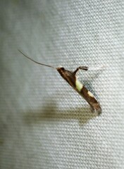 Caloptilia bimaculatella