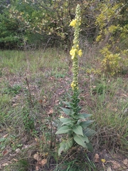 Verbascum densiflorum