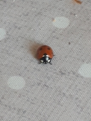 Coccinella septempunctata