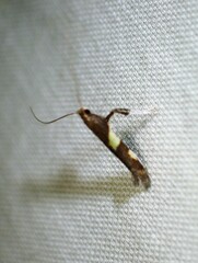 Caloptilia bimaculatella