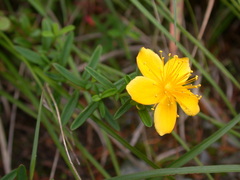 Hypericum nagasawae