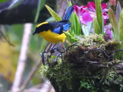 Anisognathus somptuosus