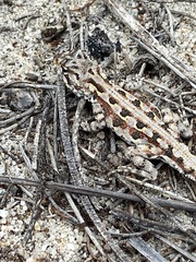 Ctenophorus adelaidensis