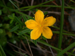 Hypericum nagasawae