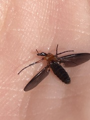 Dilophus spinipes