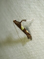 Caloptilia bimaculatella