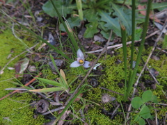 Romulea minutiflora