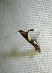 Caloptilia bimaculatella