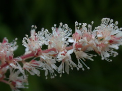Astilbe longicarpa