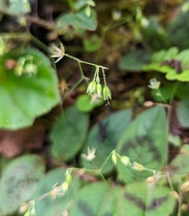 Cyanthillium cinereum