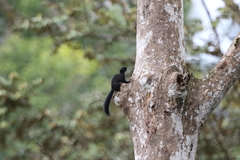 Callosciurus prevostii
