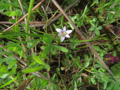 Romulea minutiflora