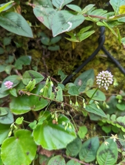 Cyanthillium cinereum