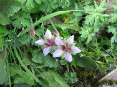 Geranium refractum