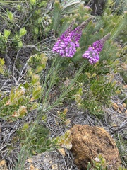 Comesperma virgatum