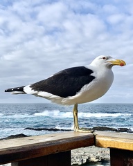 Larus dominicanus vetula