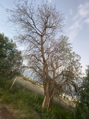 Schinus molle