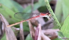 Agriocnemis pygmaea