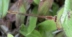 Agriocnemis pygmaea