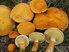 Suillus cavipes