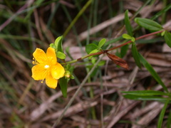Hypericum nagasawae