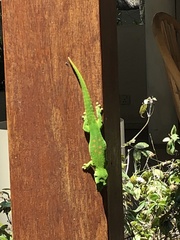 Phelsuma grandis