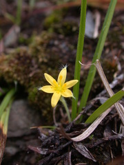 Hypoxis aurea