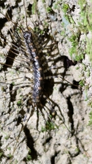 Thereuopoda clunifera