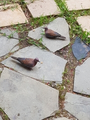 Streptopelia senegalensis senegalensis